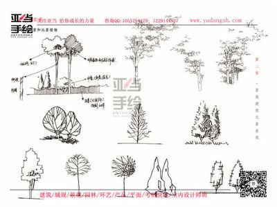景观平面设计树的种类